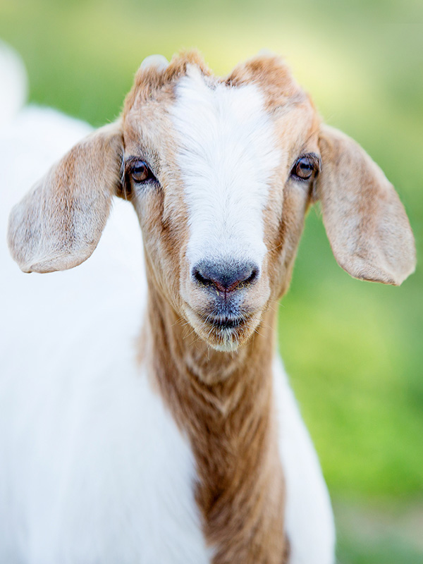 Goat